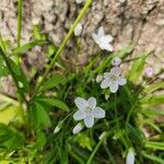 Claytonia caroliniana 花