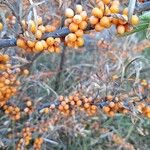 Hippophae rhamnoidesVili