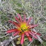 Tillandsia fendleri Flower