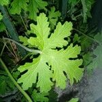 Pelargonium × asperum ഇല