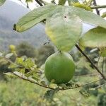 Passiflora subpeltata Plod