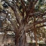 Ficus macrophyllaবাকল