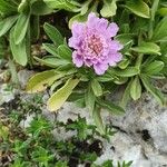 Lomelosia cretica Kwiat