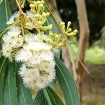 Eucalyptus camaldulensis Blomst