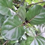 Nauclea latifolia Folio