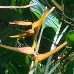 Heliconia latispatha Flower