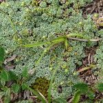 Saxifraga squarrosa Habit