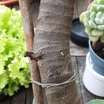 Agave attenuata Кора
