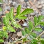 Potentilla supina Folha