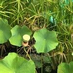 Nelumbo nucifera 果實