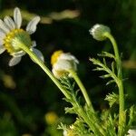 Anthemis cotula Folla