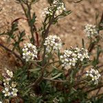 Lepidium montanum Агульны выгляд