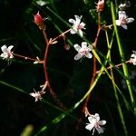 Saxifraga hirsuta Flor