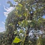 Mucuna pruriens Habit