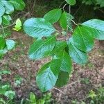 Viburnum rufidulum Folha