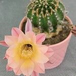 Echinopsis oxygona Flor