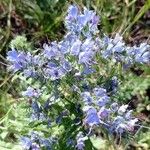 Echium vulgareFlower