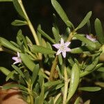 Sesuvium portulacastrum പുഷ്പം