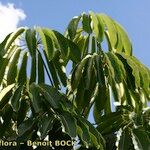 Brassaia actinophylla