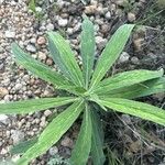 Echium strictum Листок