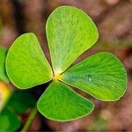 Marsilea quadrifolia Leaf