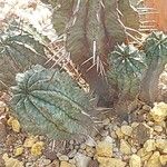 Euphorbia horrida Hoja