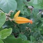 Juanulloa mexicana Flor