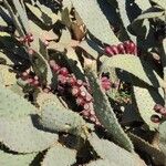 Opuntia engelmannii موطن