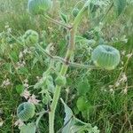 Abutilon mauritianum Fruit