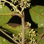 Ocotea leucoxylon Leaf