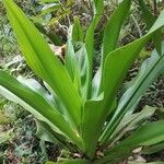 Crinum asiaticumFeuille