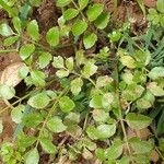 Rorippa nasturtium-aquaticum 整株植物