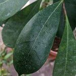 Ficus cyathistipula Blatt