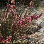 Caroxylon genistoides Anders