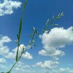 Festuca pratensis Virág