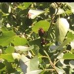 Alnus cordata Fruit