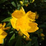 Hypericum × hidcoteense फूल