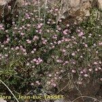 Rhodalsine geniculata Elinympäristö