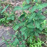 Alysicarpus ovalifolius Leaf