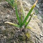 Allium sativum Leaf