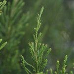 Erica arborescens Leaf