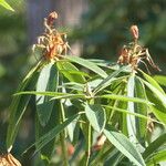 Rhododendron morii Blatt