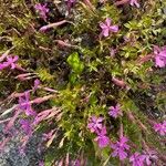 Silene schafta Flower