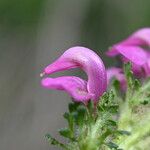 Pedicularis mixta Flower