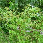 Cornus amomum Hábito