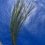 Casuarina equisetifoliaLiść