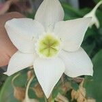 Eucharis × grandiflora Blomma