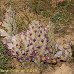 Cistanche violacea Habit