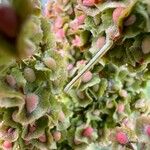 Rumex cristatus Fruit