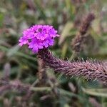 Verbena rigida Fleur